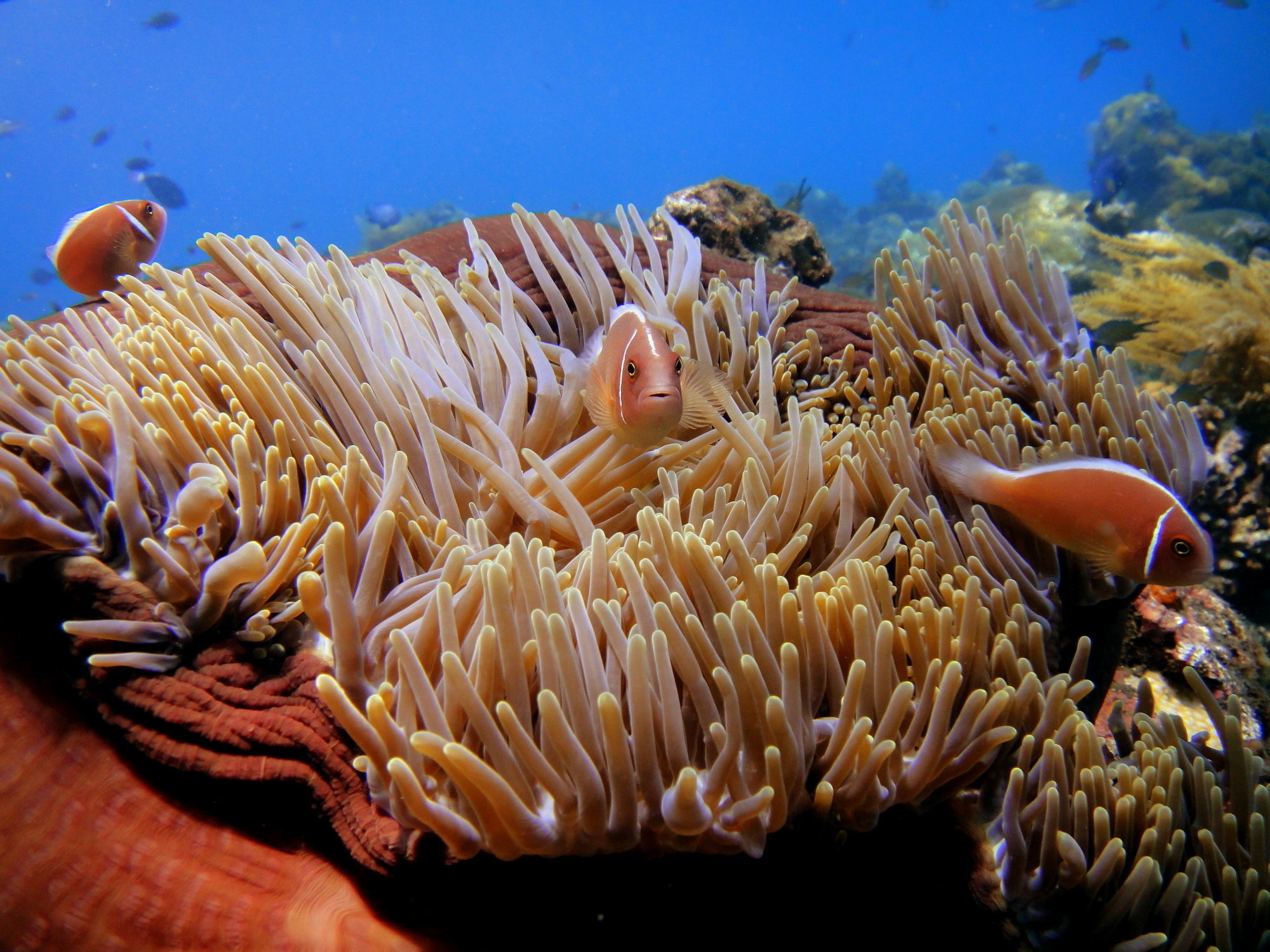 Arya Amed Beach Resort And Dive Center Esterno foto